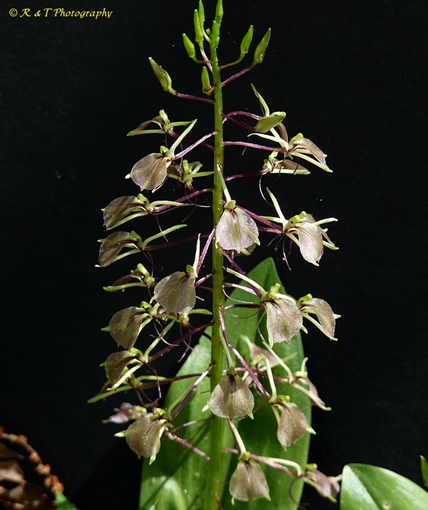 {Liparis liliifolia}